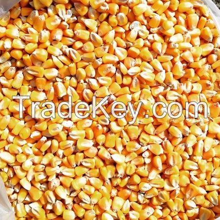 Yellow corn