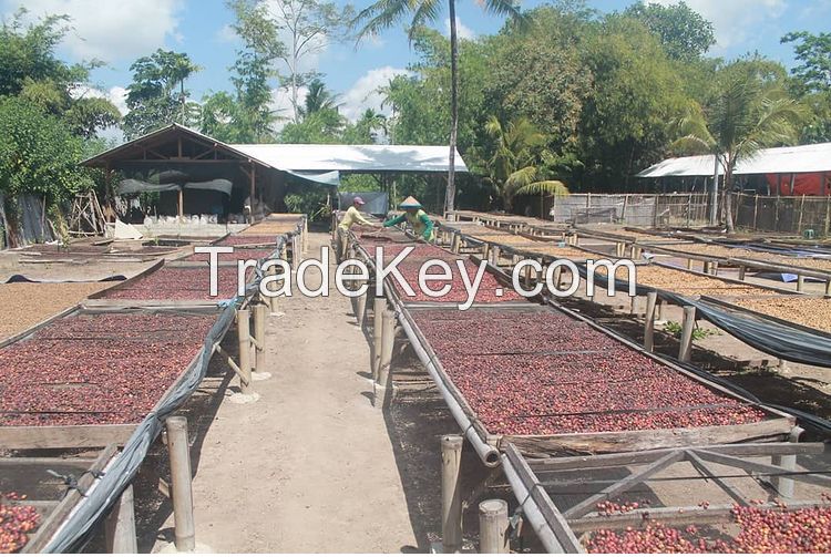 Indonesia Coffee Beans