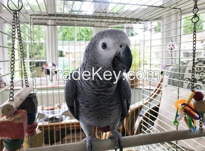 Talking African grey Parrots for sale