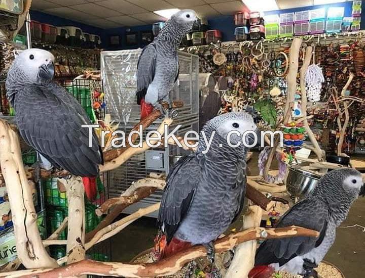 Talking African grey Parrots for sale