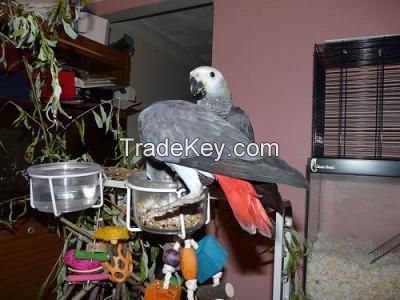 african grey parrots for sale near me