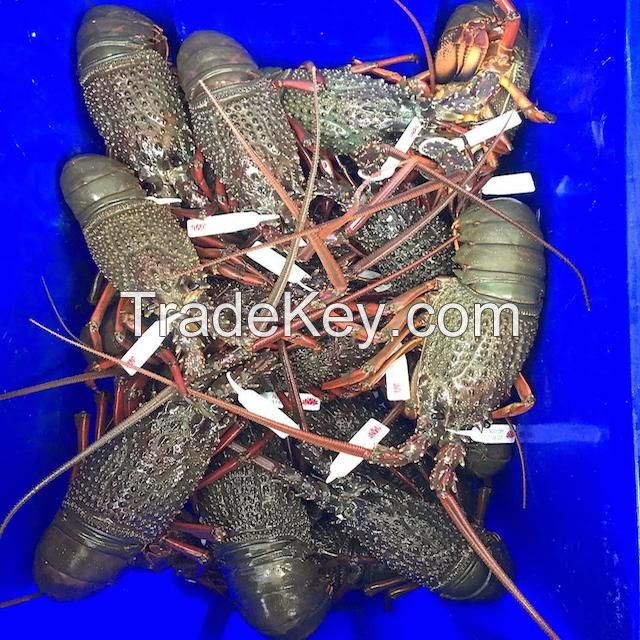Frozen Lobster or Live lobster Available