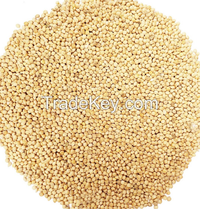 Yellow millet