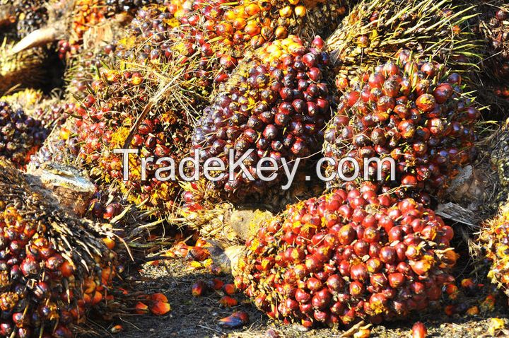 Palm Kernels Oil