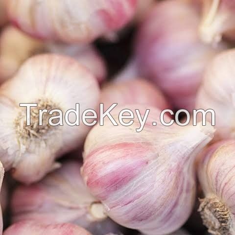Fresh/dry Garlic