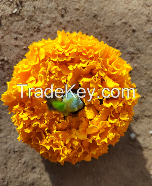 marigold seeds