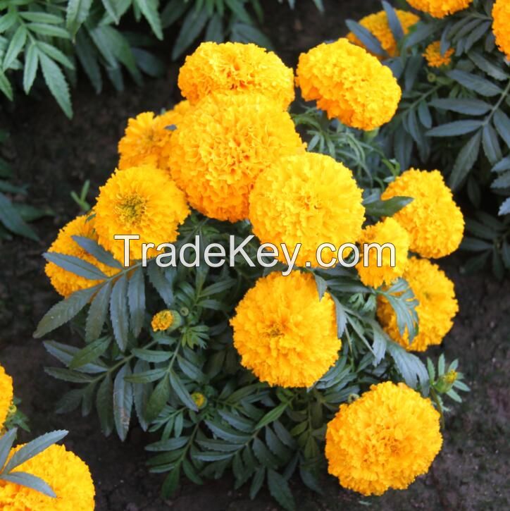 marigold seeds