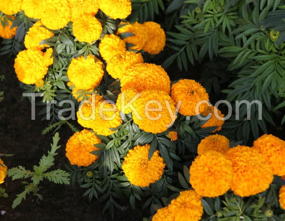 marigold seeds