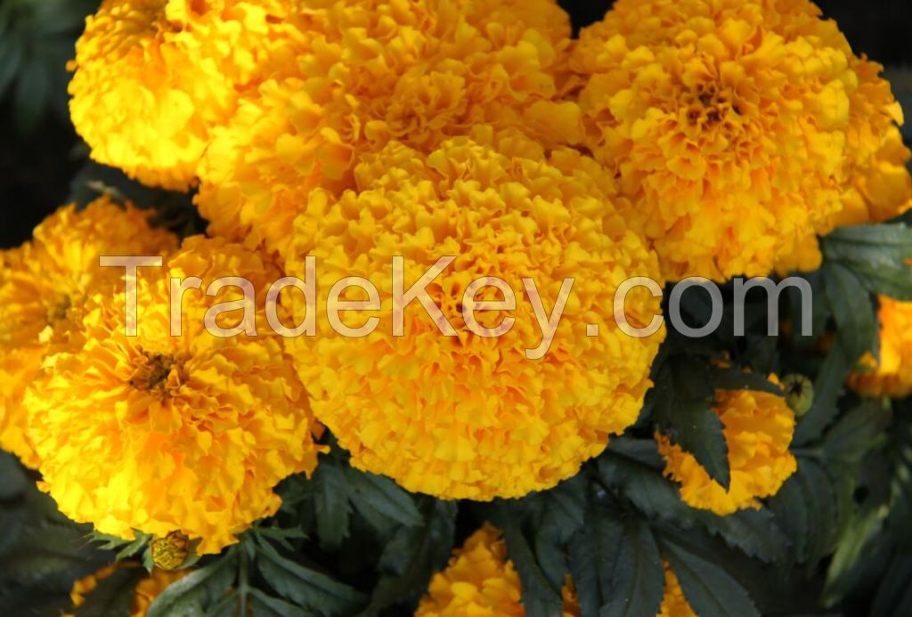 marigold seeds