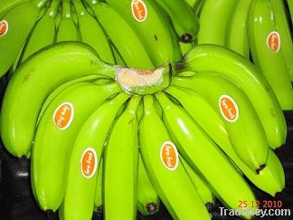 GREEN CAVENDISH BANANA