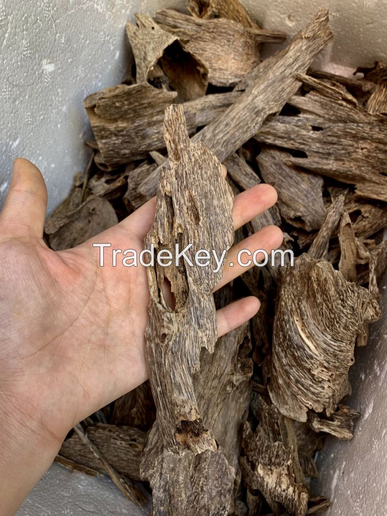 Agarwood ( oud ) of Quang Binh - Viet Nam ( agarwood )