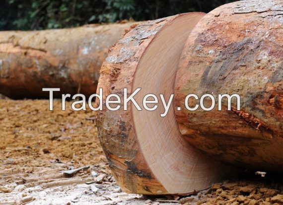 Okan Timber Hardwood Logs