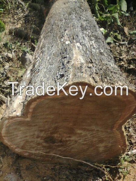 Teak Wood Log