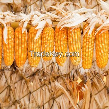 Yellow Corn For Human Consumption