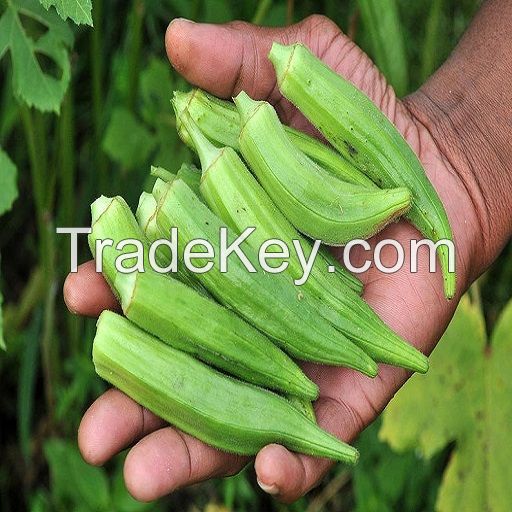 African Fresh Green Okra/ Fresh Green Okro