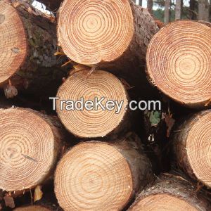 Pine Round Wood Logs