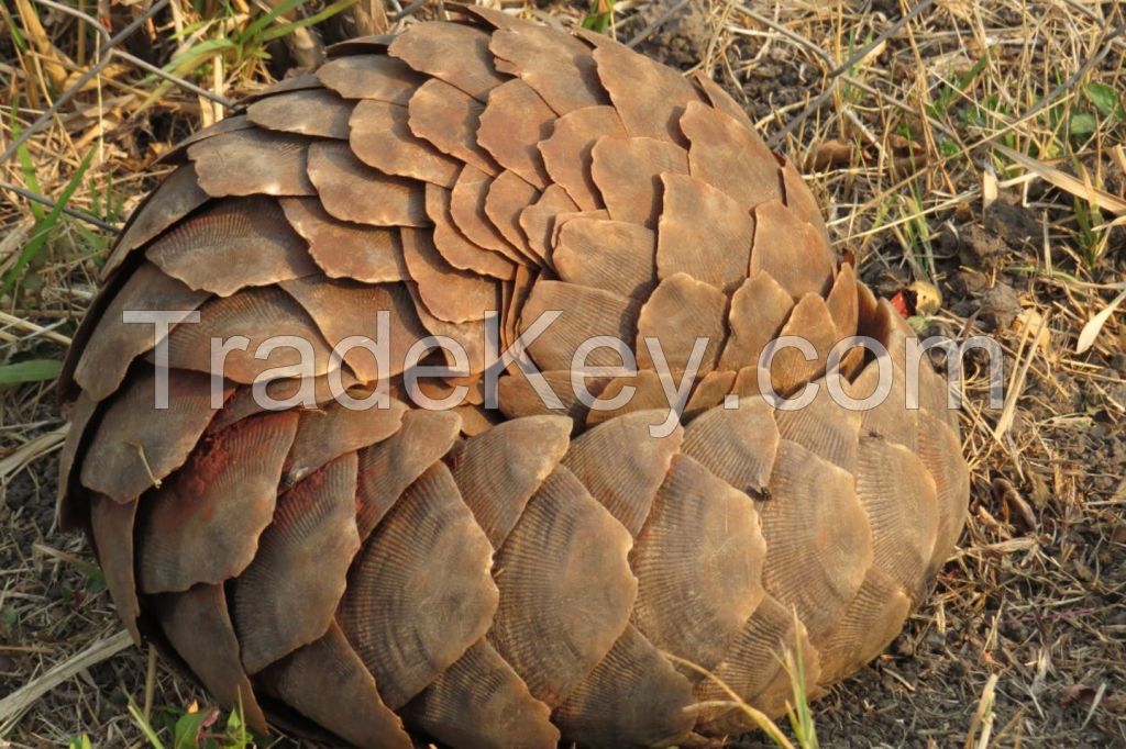 Pangolin Scales