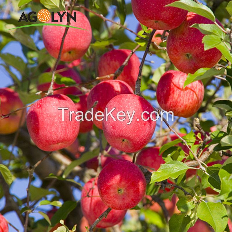 Fresh Fuji Apples