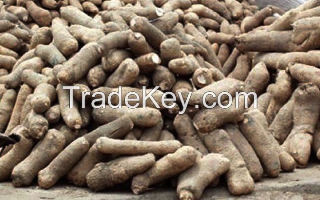 Raw Fresh Yam Tubers