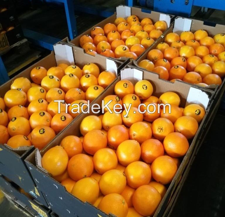 Fresh Valencia Oranges