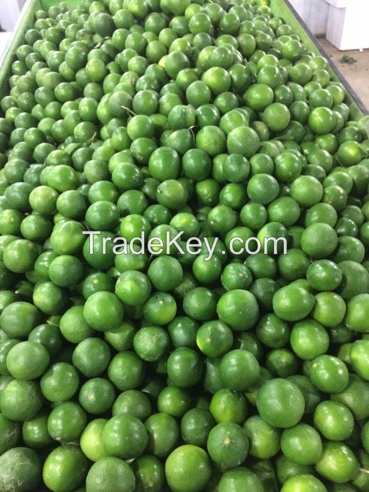 Fresh Seedless Limes