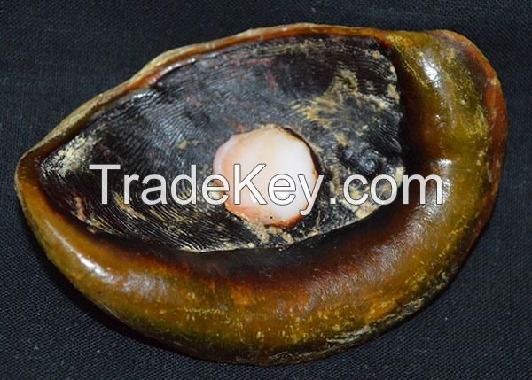 Seashell Murex Operculum