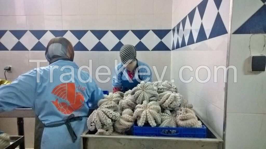 Hot Selling High Quality frozen octopus for sale from Morocco