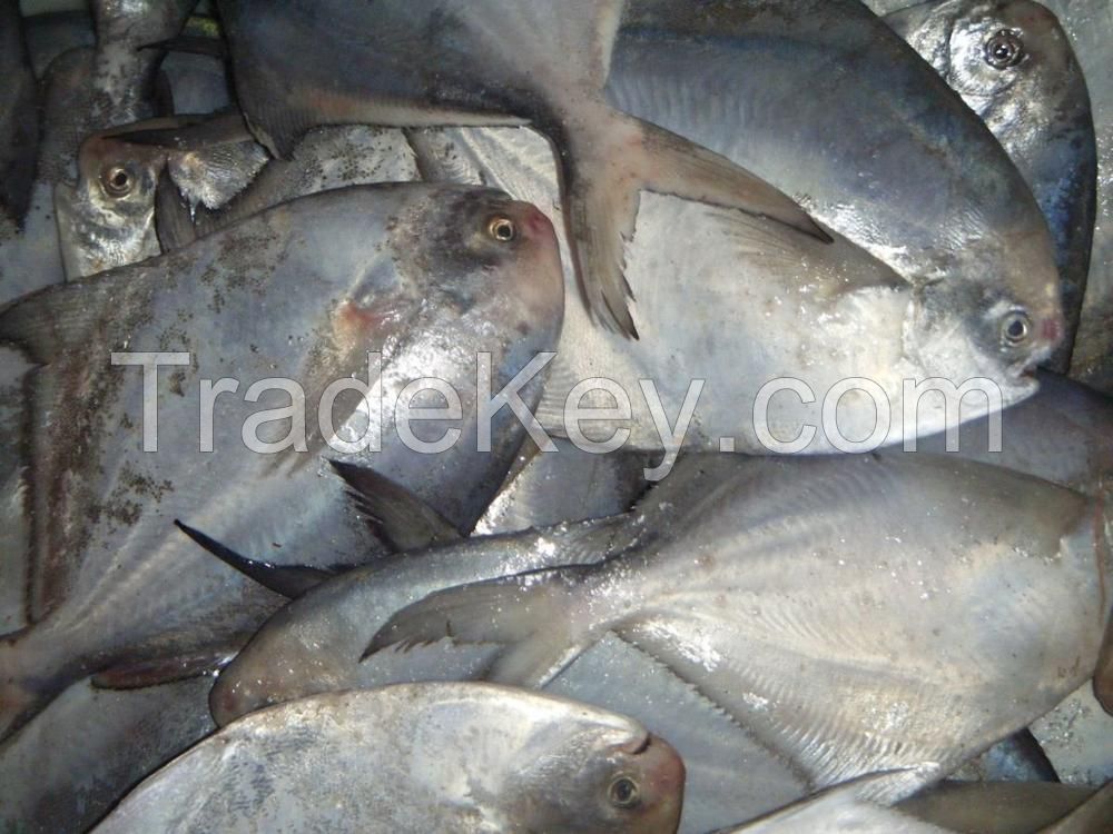 Fish Frozen fresh red seabream fish 300-500g for seafood importers