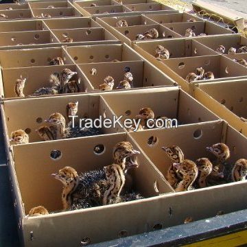 Ostrich Chicks for sale