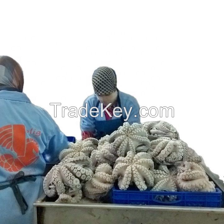 Hot Selling High Quality frozen octopus for sale from Morocco