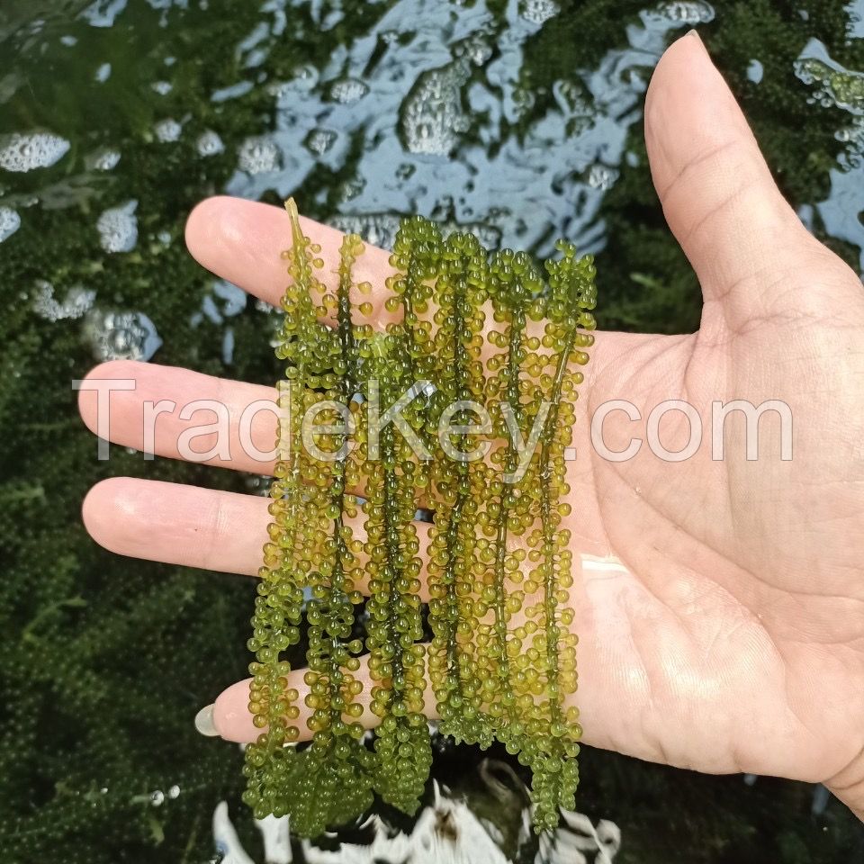HIGH QUALITY NATURAL SEA GRAPE, GREEN CAVIAR FOR SUPPLEMENT /