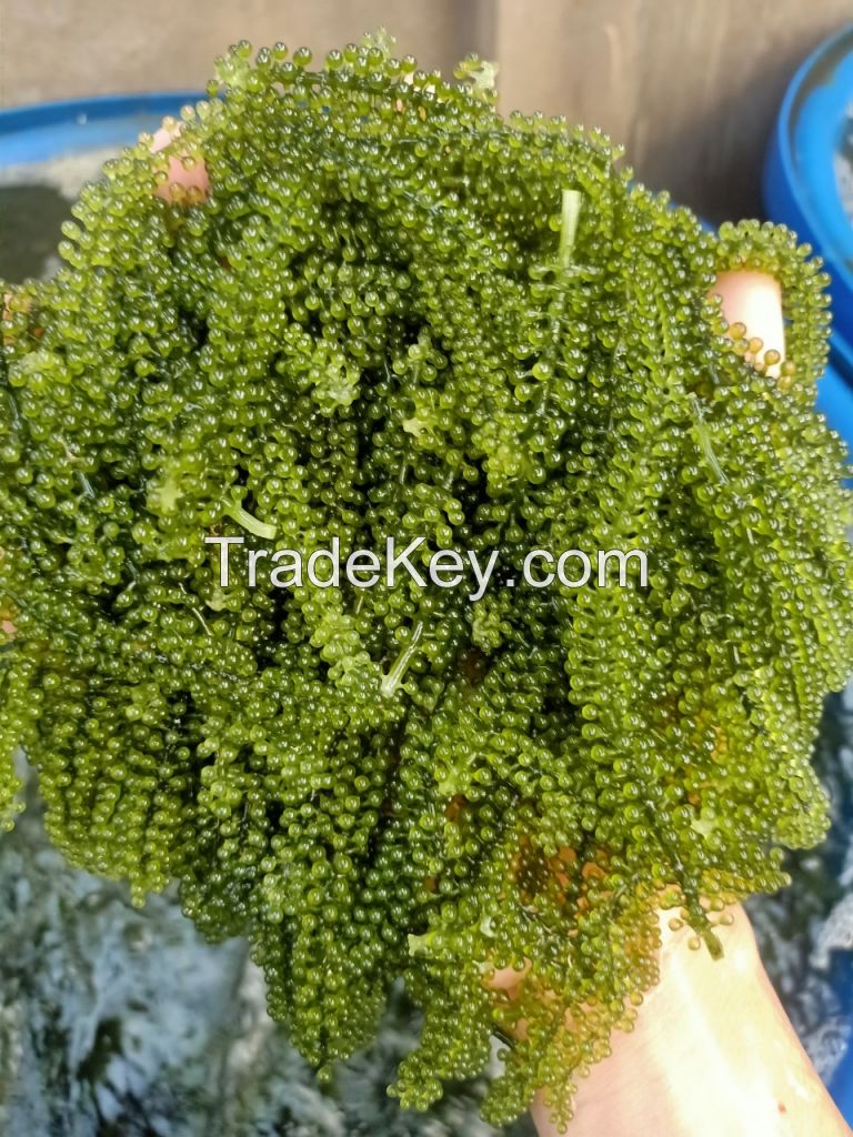 HIGH QUALITY NATURAL SEA GRAPE, GREEN CAVIAR FOR SUPPLEMENT /