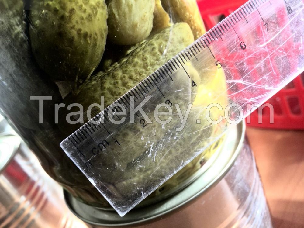 PICKLED CUCUMBER SIZE 3-6CM/ GHERKINS/ CORNICHON RUSSIAN