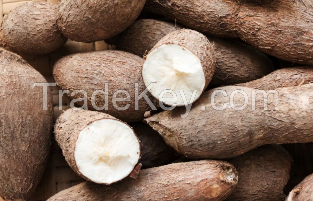 cassava