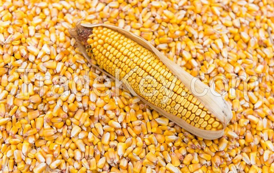 maize