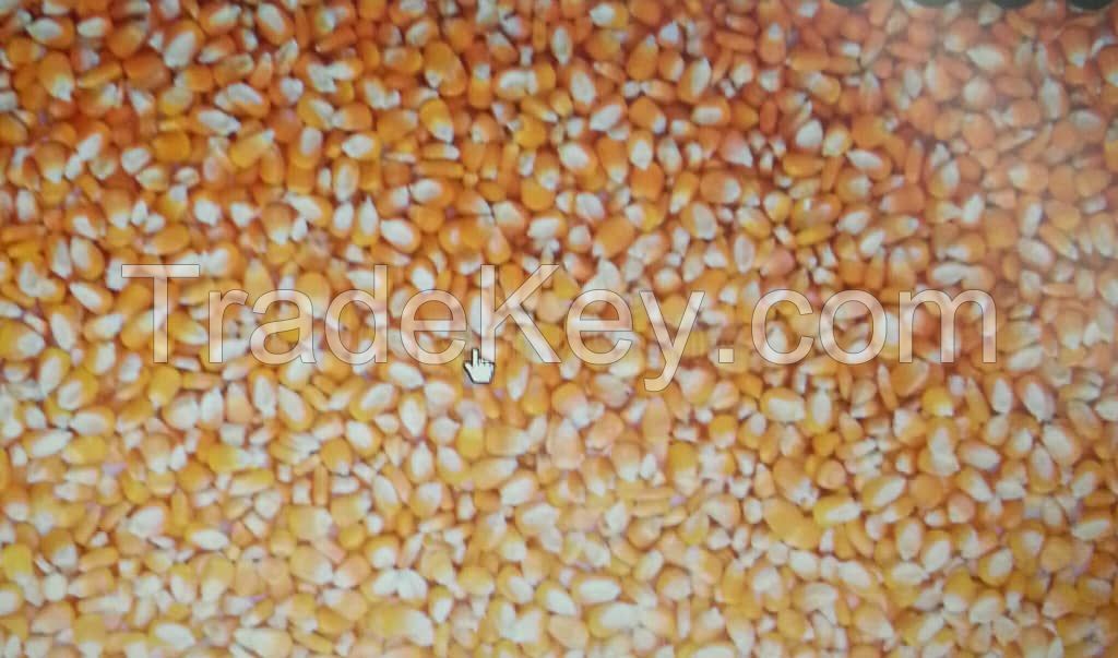 corn