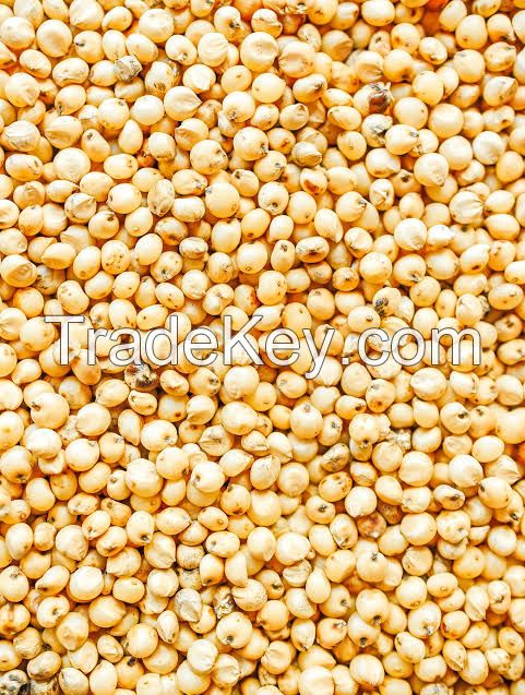 Sorghum (Guinea Corn, millet)