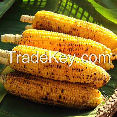 Maize (Corn, Agbado)