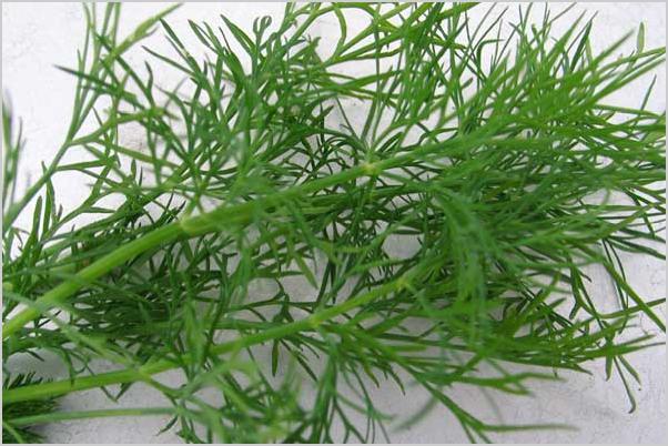Dill Tip