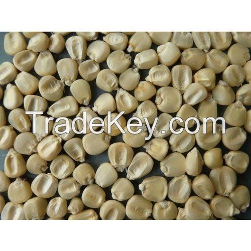 Dry White corn (maize)