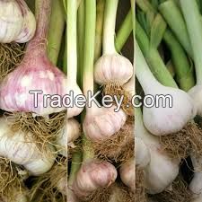 Garlic