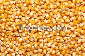 Yellow Corn, Millet, white corn, Geinea corn, wheat.......