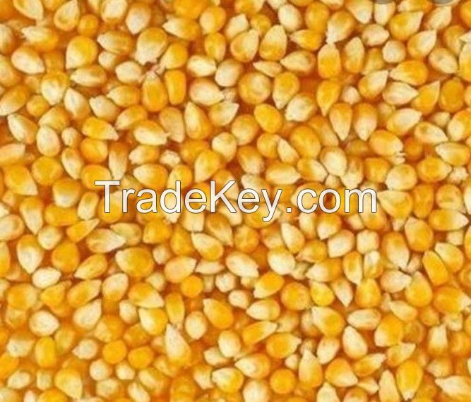 DRY YELLOW MAIZE