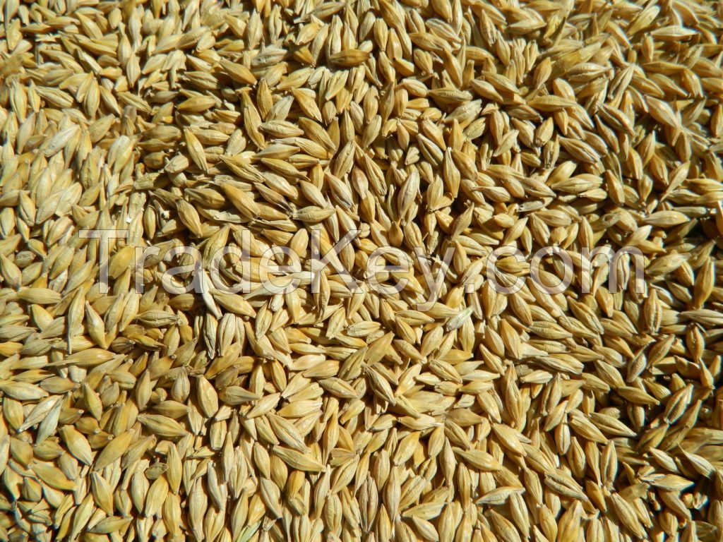 Barley