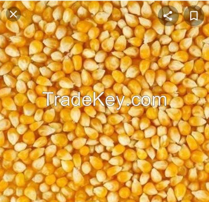 DRY YELLO CORN