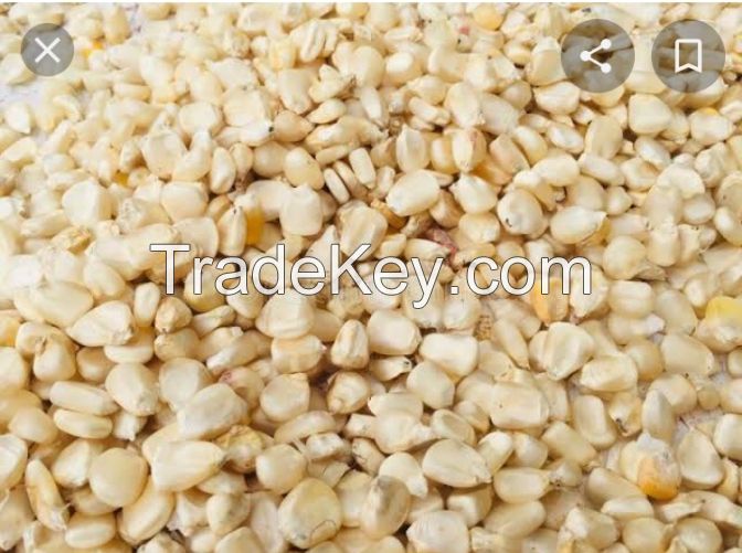 DRY YELLO CORN