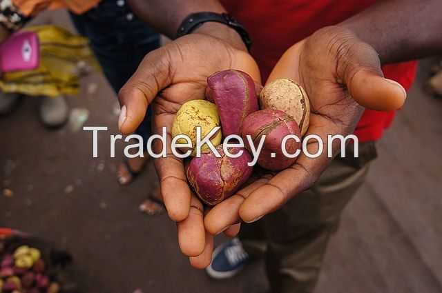 kola nut