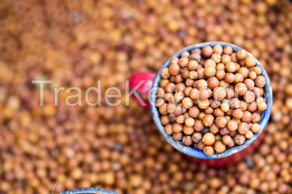 Sorghum