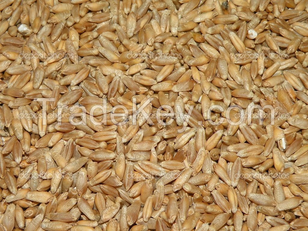 Triticale