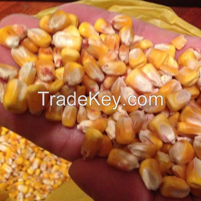 white and yellow corn/maize